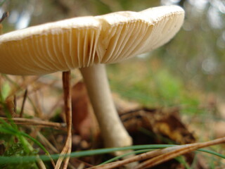 mushroom in the forest