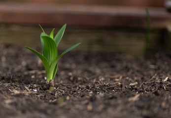 Close up of a lily bulb starting to shoot, shot with wide aperture for blurred background