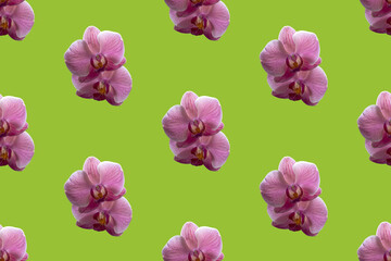 Pattern from a pink orchid flower.