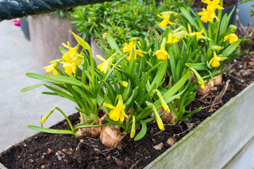 old houses of Amsterdam with flower pots