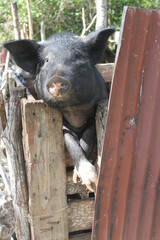 Portrait de cochon noir photographié de face avec ses deux pattes avant croisées en appui sur la barrière en bois de son enclos en bois et tôle