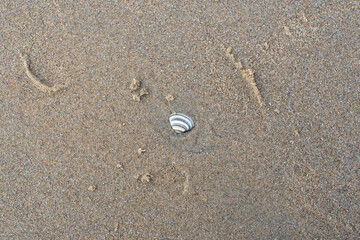 little seashells from the north sea 