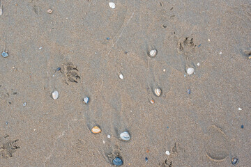 little seashells from the north sea 