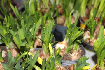 Narzissen im Frühling