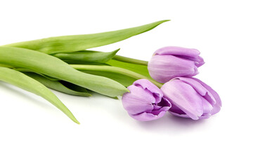 Purple flowers, tulips isolated on white background