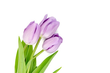 Naklejka premium Purple flowers, tulips isolated on white background