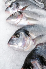 Sea bream fish, dorado fish