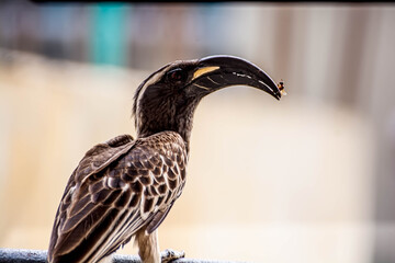 birds from Nigeria