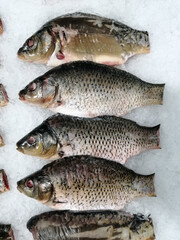 Fresh fish, gutted carp on ice