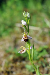 Orchrys Abeille