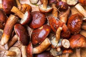 Boletus as a background. From above. Copy / text space.