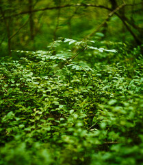 Obraz premium green moss in the forest 