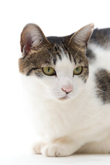 座ってこちらを見ている猫