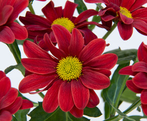 Chrysanthemum morifolium flower close-up. macrophotography, selective focus. Red Dendranthema indicum. genus of annual and perennial herbaceous plants Asteraceae families. application in floriculture