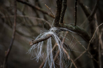 Wild horse hair stuck in tree branches