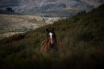 Portrait of Wild horse standing in the middle of vegetation