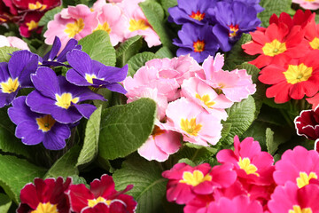 Naklejka premium Beautiful primula (primrose) plants with colorful flowers as background, closeup. Spring blossom