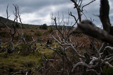 Dry branches of dead trees and bushes