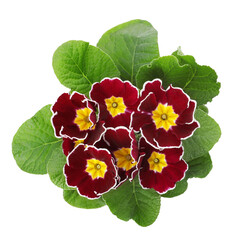 Beautiful primula (primrose) plant with burgundy flowers isolated on white, top view. Spring blossom