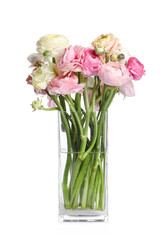 Beautiful ranunculus flowers in glass vase isolated on white