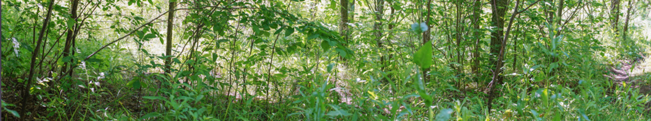 Obraz premium Panorama of the forest thicket-glades, grass, and tree trunks