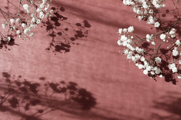 White gypsophila flowers or baby's breath flowers close up on pink    background selective focus with sunlight shadows. Copy space.Poster