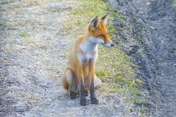Young steppe fox Korsak sits on the ground