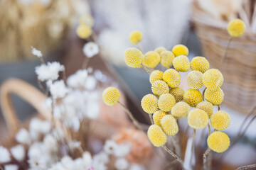 Trockenblumen in einem Geschäft für Eventdekoration