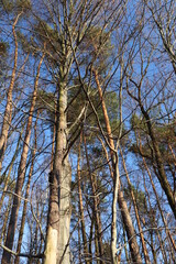 trees in the forest