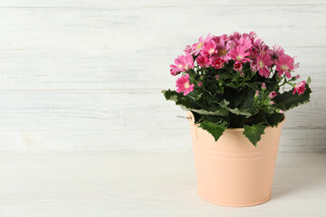 Beautiful pink cineraria plant in flower pot on white table. Space for text