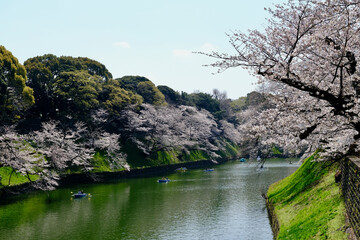【東京】皇居・千鳥ヶ淵公園の桜（春）