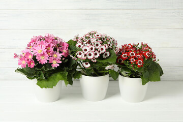 Beautiful cineraria plants in flower pots on white table