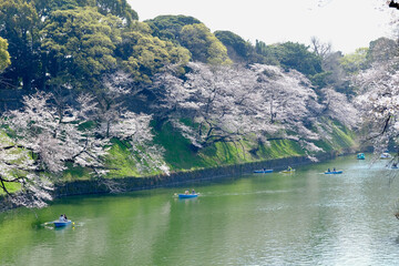 【東京】皇居・千鳥ヶ淵公園の桜（春）