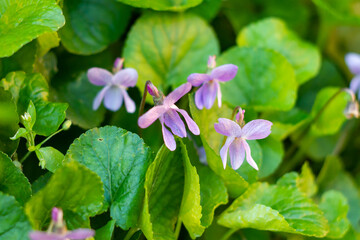 Sweet violet(Viola mammola)is a species of flowering plant in the viola family,The leaves are edible.Real violet flower extract is available for culinary uses in European countries,but it is expensive