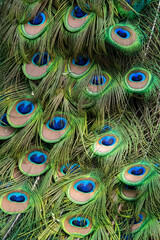 Close up of colorful peacock tail  feathers.
