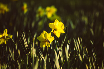 Obraz premium Beautiful yellow daffodils
