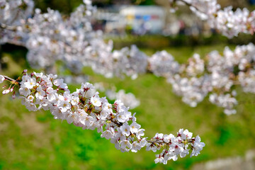 【東京】皇居・千鳥ヶ淵公園の桜（春）
