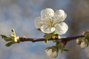 Close up white cherry blossom tree in the spring