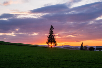 春の美瑛町 クリスマスツリーの木と夕陽
