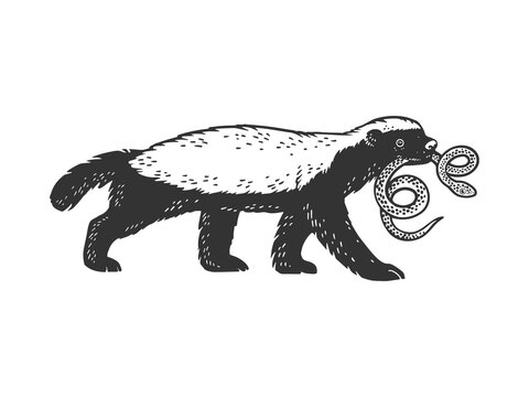 Honey badger ratel with snake in mouth animal sketch engraving vector illustration. T-shirt apparel print design. Scratch board imitation. Black and white hand drawn image.