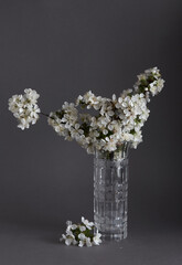 Cherry blossoms in glasse vase on gray background. Springtime still life.