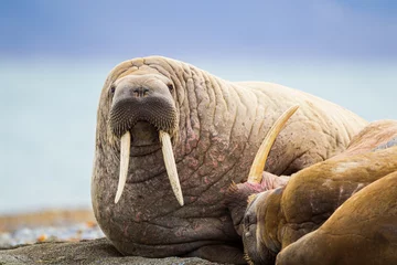 Keuken foto achterwand Walrus Walrus koestert zich op het strand in de poolcirkel