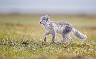 Arctic Fox cub running around on the tundra in the Arctic