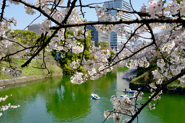 【東京】皇居・千鳥ヶ淵公園の桜（春）