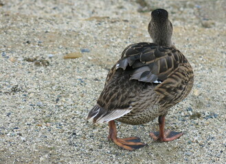 Fototapeta premium A duck walks on a sandy beach.