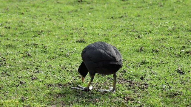 une poule d'eau en train de manger dans de l'herbe