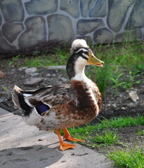 Crested duck in the yard.