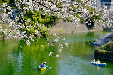 【東京】皇居・千鳥ヶ淵公園の桜（春）