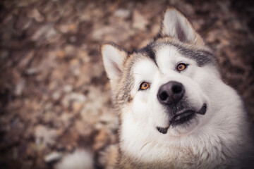Portrait of lovely Alaskan Malamute girl. Gorgeous dog in the forest. Pet photography on autumnal leaves of deciduous trees. Selective focus on the eyes, blurred background.