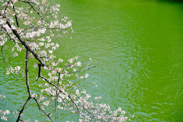 【東京】皇居・千鳥ヶ淵公園の桜（春）